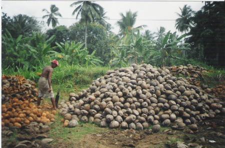 R�colte des Noix de Coco