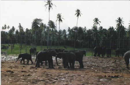 Orphelina des �l�phants vers Kandy