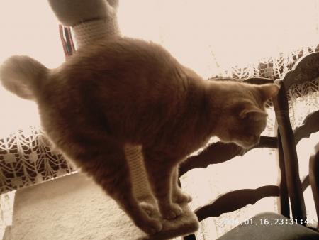 Collection chat (photo lili)